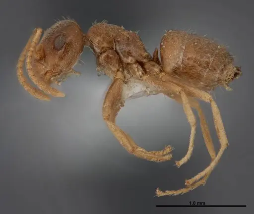Lasius sitiens - FMNHINS0000062730