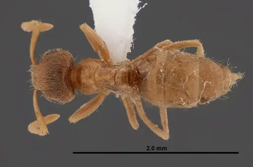Lasius sitiens - FMNHINS0000062733