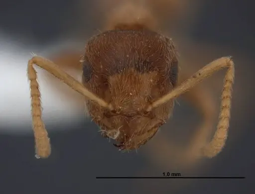 Lasius sitiens - FMNHINS0000062733