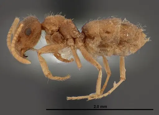 Lasius sitiens - FMNHINS0000062733