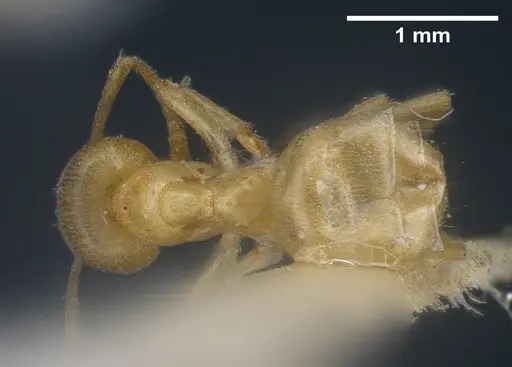 Lasius sonobei specimen