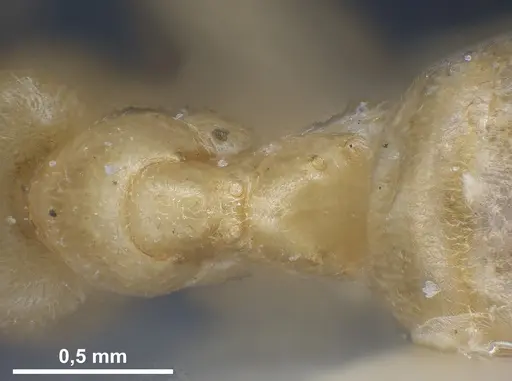 Lasius sonobei specimen