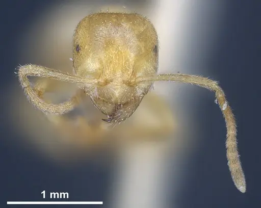Lasius sonobei - ANTWEB1041277