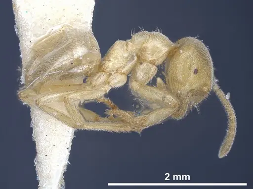 Lasius sonobei - ANTWEB1041277