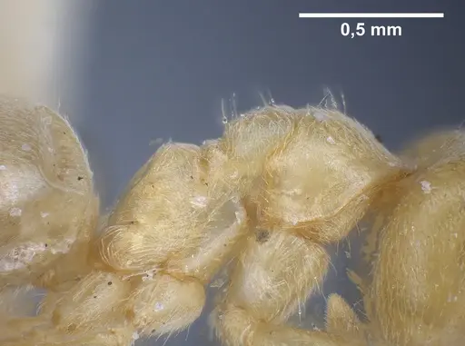 Lasius sonobei - ANTWEB1041277
