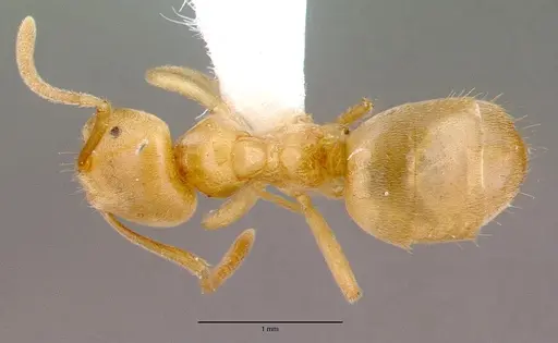 Lasius sonobei - CASENT0010668