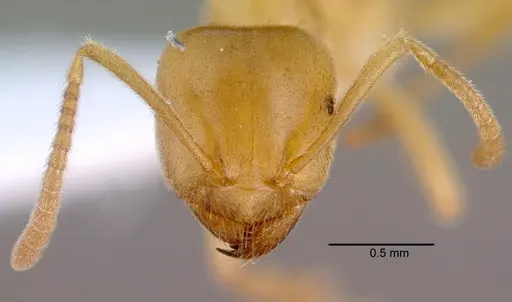 Lasius sonobei - CASENT0010668