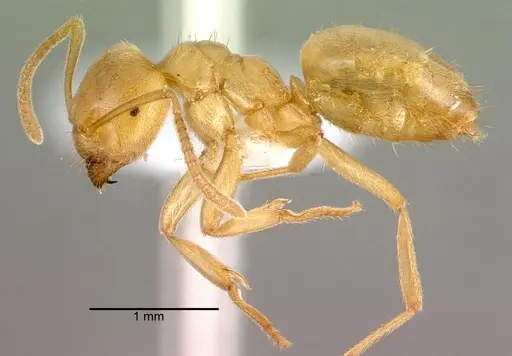 Lasius sonobei - CASENT0010668