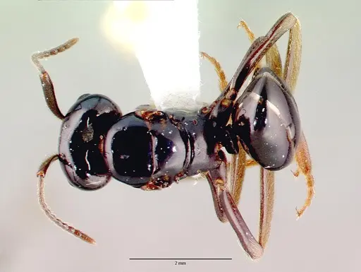 Lasius spathepus specimen