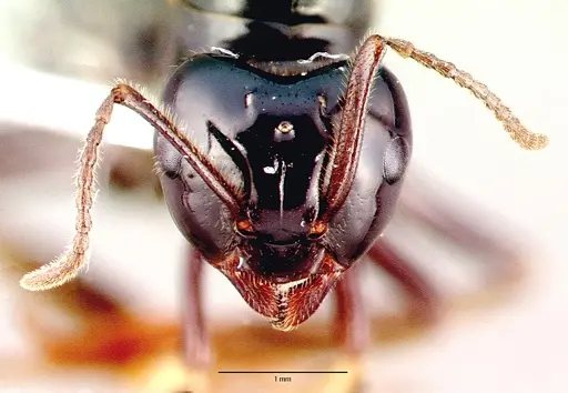 Lasius spathepus specimen