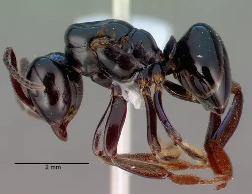 Lasius spathepus specimen