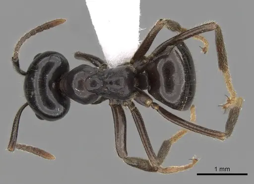 Lasius spathepus - CASENT0280460