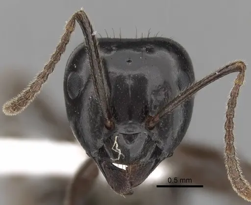Lasius spathepus - CASENT0280460