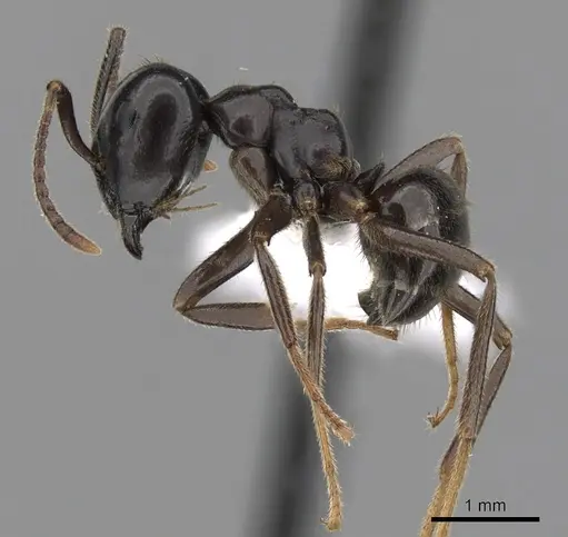 Lasius spathepus - CASENT0280460