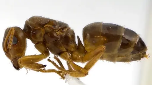 Lasius speculiventris specimen