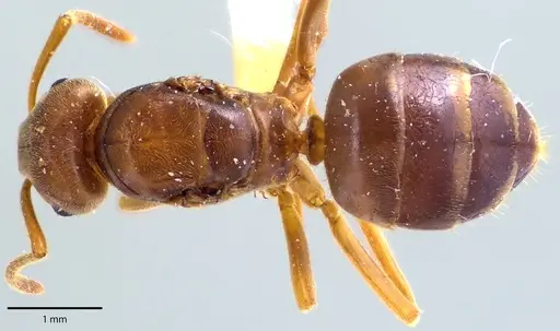 Lasius speculiventris - ANTWEB1041692