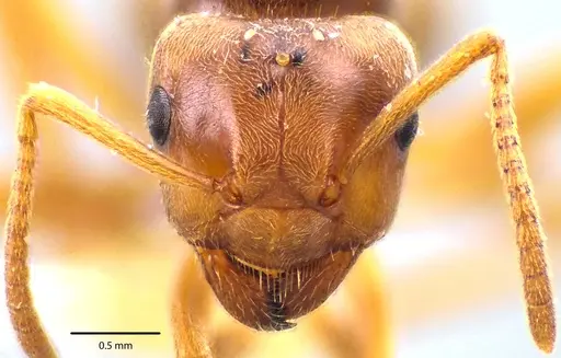 Lasius speculiventris - ANTWEB1041692