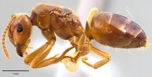 Lasius speculiventris - ANTWEB1041692