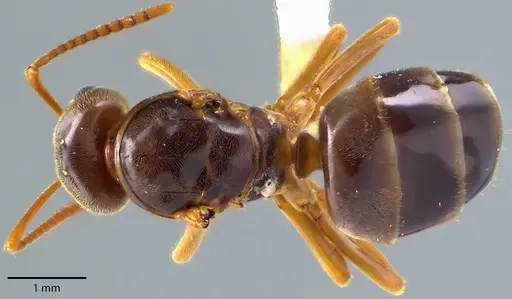 Lasius speculiventris - ANTWEB1041710