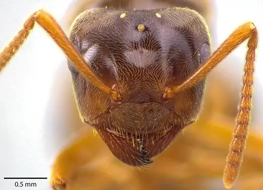 Lasius speculiventris - ANTWEB1041710
