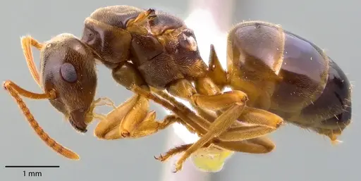 Lasius speculiventris - ANTWEB1041710