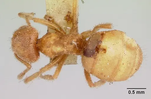 Lasius speculiventris - CASENT0103508