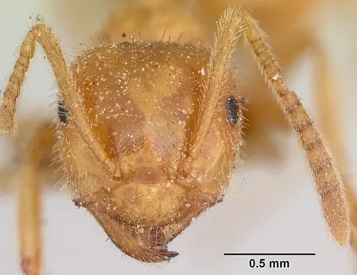 Lasius speculiventris - CASENT0103508