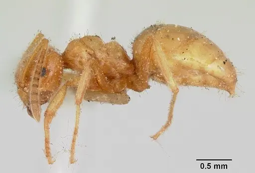Lasius speculiventris - CASENT0103508