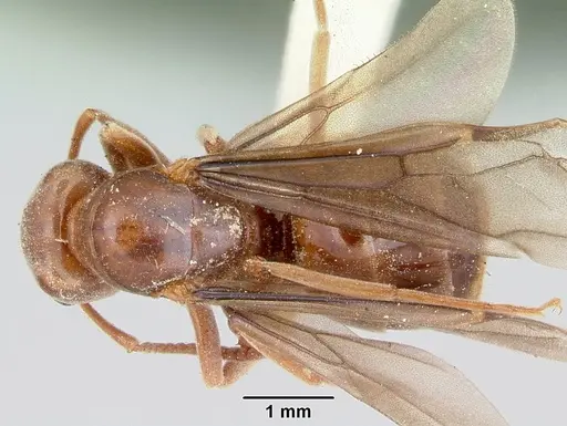 Lasius speculiventris - CASENT0103509