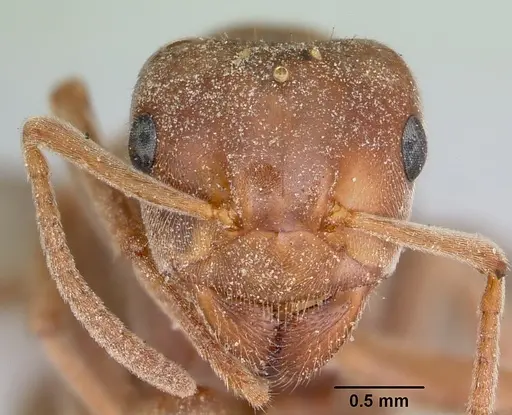 Lasius speculiventris - CASENT0103509