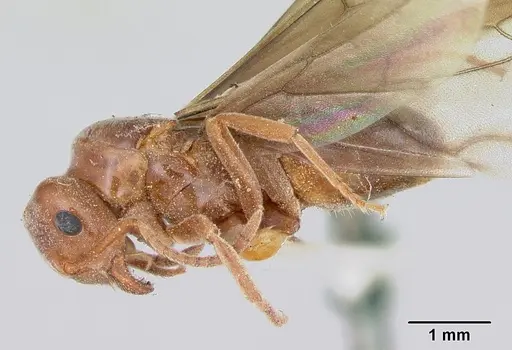 Lasius speculiventris - CASENT0103509