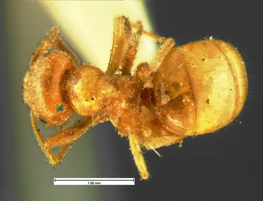Lasius speculiventris - CASENT0105613