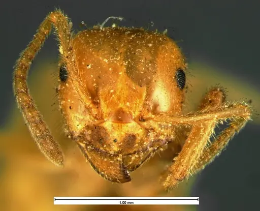 Lasius speculiventris - CASENT0105613