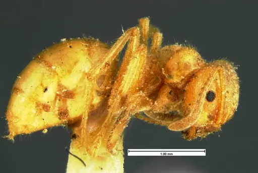 Lasius speculiventris - CASENT0105613