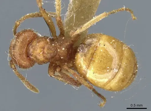 Lasius speculiventris - CASENT0905687