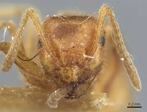 Lasius speculiventris - CASENT0905687