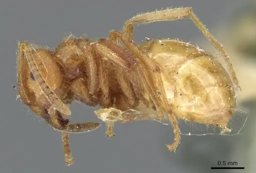 Lasius speculiventris - CASENT0905687