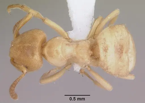 Lasius subglaber specimen