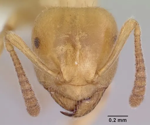Lasius subglaber specimen