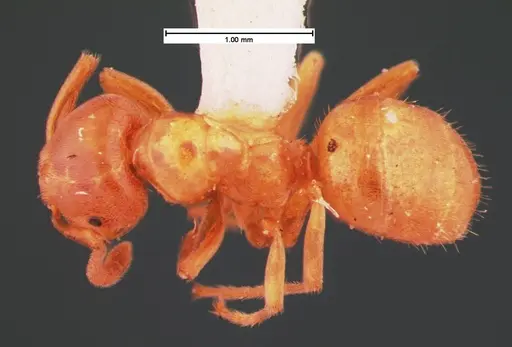 Lasius subglaber - CASENT0105546