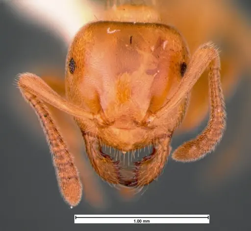 Lasius subglaber - CASENT0105546