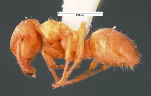 Lasius subglaber - CASENT0105546