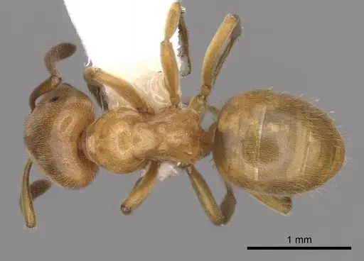 Lasius subglaber - CASENT0280438