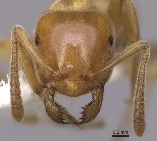 Lasius subglaber - CASENT0280438