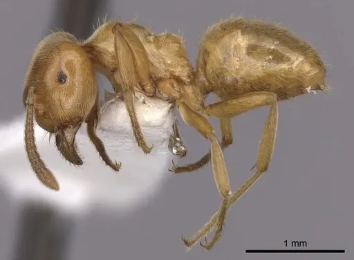 Lasius subglaber - CASENT0280438