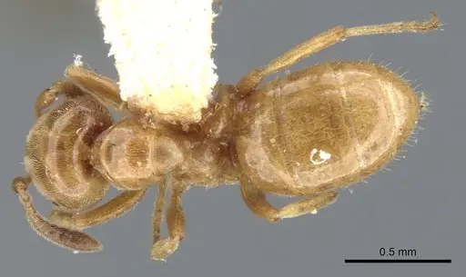 Lasius subglaber - CASENT0903201