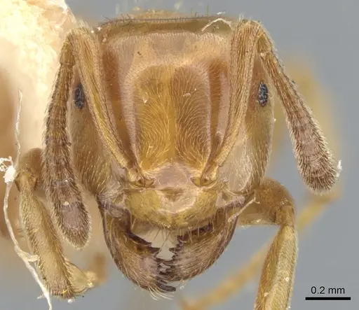 Lasius subglaber - CASENT0903201