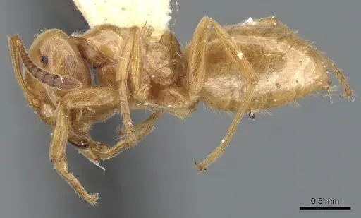 Lasius subglaber - CASENT0903201