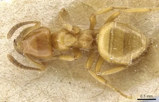 Lasius subglaber - CASENT0905688