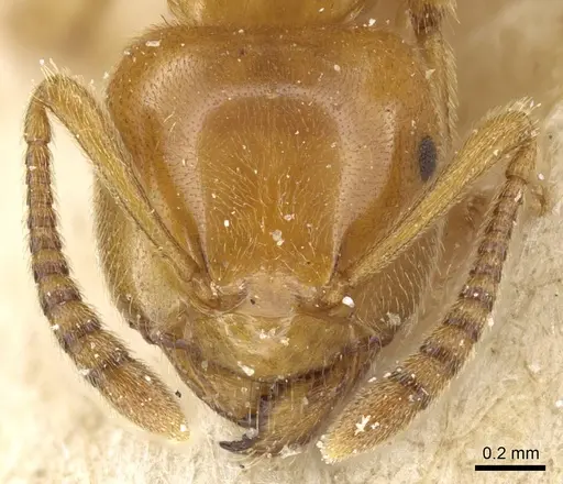 Lasius subglaber - CASENT0905688